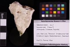 Foto (Objket + Etiketten) von Isopoda indet. 